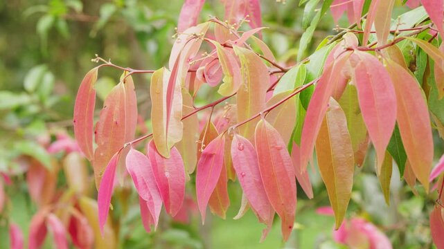 close up, red indonesian cinnamon or cassia leaves on tree or plant, cinnamomum burmannii, in plantation or forest, sumatra, indonesia