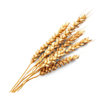 A single wheat stalk against a white background.
