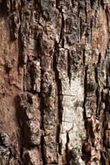 Close-up Vertical Texture of Rough, Cracked Tree Bark