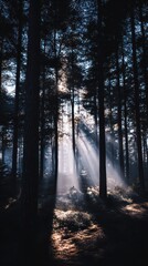 Obraz premium Enchanting foggy forest with sun rays illuminating tall trees for nature design