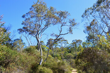 A beautiful view in the eucalyptus forest of Australia.