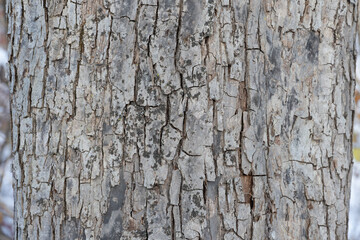 Closeup of Bark on an Old Wild Apple Tree
