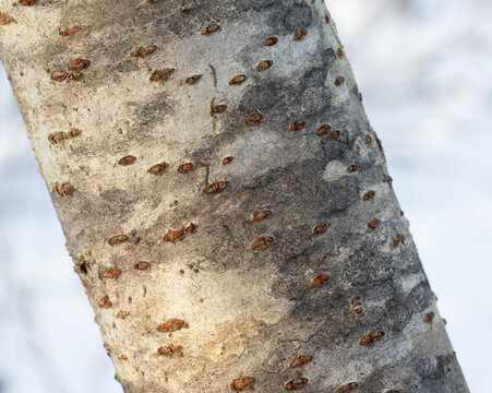 Closeup of Staghorn Sumac, Rhus Typhina Bark
