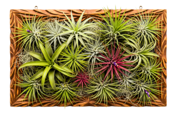 Wooden frame filled with assorted tillandsia air plants on a transparent background