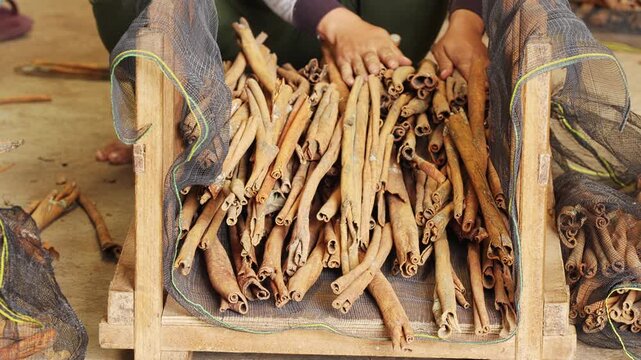 A person sorting dried indonesian cinnamon or cassia barks in sumatra, indonesia, southeast asia