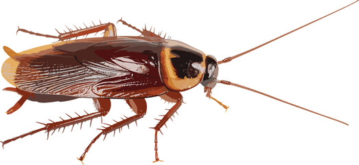 brown cockroach Realistic vector illustration, isolated insect pest side view, gross bug animal for pest control service and hygiene design. © Hadi