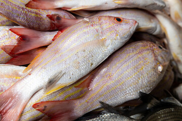 Close-up of fresh raw whole flying fish on market display with large pectoral fins,