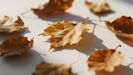 Dried autumn leaves on white surface