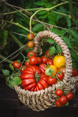 Vibrant red tomatoes fill a handwoven basket, resting on a garden bed. The scene captures the joy of harvesting vegetables in a lush green garden in the late summer.