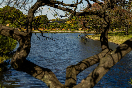 Lake View Through Trees at Sankeien Garden Yokohama