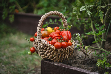Vibrant red tomatoes fill a handwoven basket, resting on a garden bed. The scene captures the joy of harvesting vegetables in a lush green garden in the late summer.