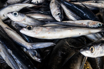 Close-up of fresh raw whole flying fish on market display with large pectoral fins,