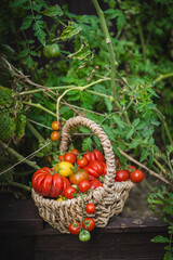 Vibrant red tomatoes fill a handwoven basket, resting on a garden bed. The scene captures the joy of harvesting vegetables in a lush green garden in the late summer.