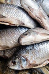 Close-up of fresh raw whole flying fish on market display with large pectoral fins,