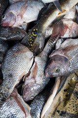 Close up of fresh raw whole black and silver tilapia fish on a market display