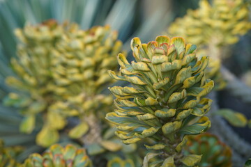 Close-up of vibrant succulent plant showcasing intricate leaf patterns and textures in natural...