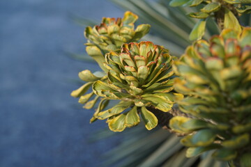 Close-Up of Unique Succulent Plant with Vibrant Green Leaves and Intricate Leaf Structure Growing in Natural Setting Under Bright Sunlight