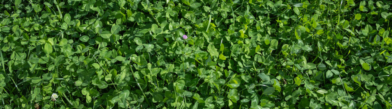 Pasture of rich bright green clover and a few blades of grass, grazing field for farm livestock animals
