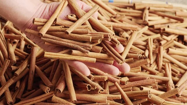 Indonesian cinnamon sticks top view in hand, from harvested cinnamomum burmanii tree bark, indonesia, southeast asia