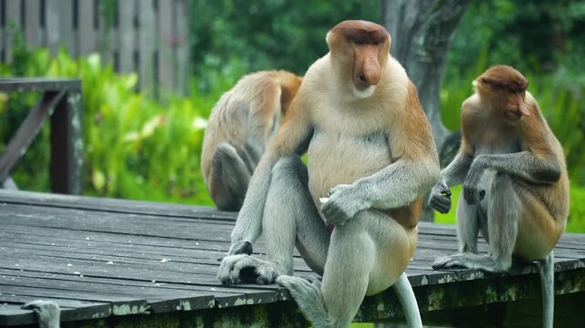 Groups of proboscis monkeys during feeding in the reserve. Labuk bay, Malaysia.