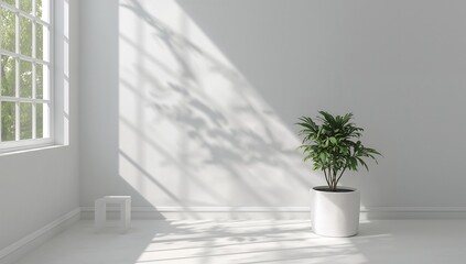 Bright minimalist room interior with plant and sunlit shadows