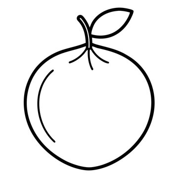 abiu line art fruit on white 