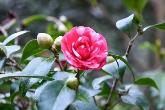椿「菊冬至」　Camellia 'Kikutōji'