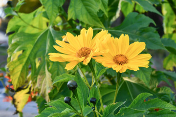 ニトベギク　Tree Marigold