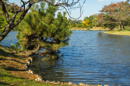 Pine Tree by Lake at Sankeien Garden Yokohama