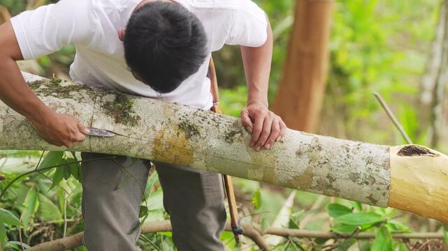 Indonesian farmer harvesting cinnamon or cassia bark, cinnamomum burmanii, with tool from tree in forest or plantation, west sumatra, indonesia, southeast asia