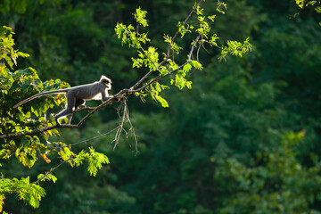 A Phayre&rsquo;s leaf monkey leaping between trees during sunset.