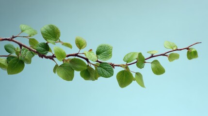 Fresh green branch with vibrant new leaves against a serene light blue background, symbolizing growth and spring.