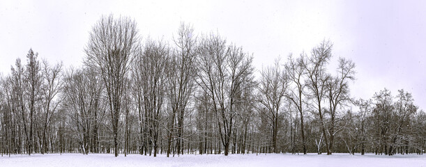 winter park. first snow. trees covered by snow during a snowfall. panoramic landscape.