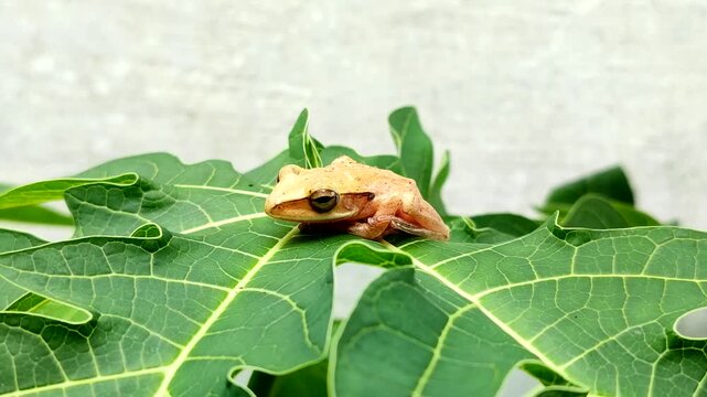 Chunam tree frog or Indian tree frog (Polypedates maculatus). which perches on green leaves