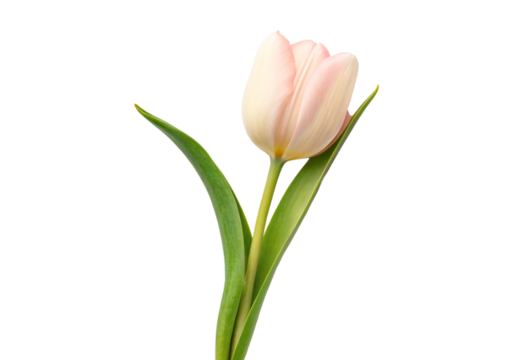 Soft pink tulip with green leaves on single stem, isolated on a transparent background