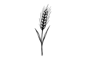 Wheat hand drawn simple sketch vector illustration