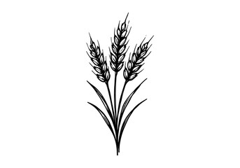 Wheat hand drawn simple sketch vector illustration