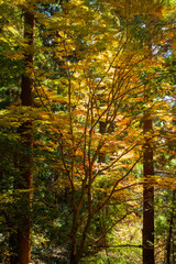 森林の中の紅葉