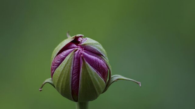 time lapse sequence illustrating the gradual blooming of a vibrant purple clematis flower, set against a soft green background, highlighting the beauty of nature's growth