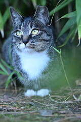 Tabby Cat Hiding Among Green Plants