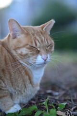 Close-Up of Orange Cat Resting Outdoors