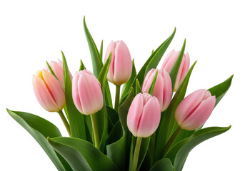 Naklejka premium Bunch of pink tulips with green leaves isolated on transparent background