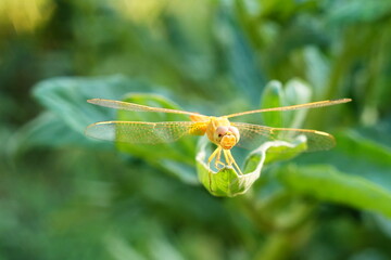Yellow dragonfly standing on top of leaf against a blurred background of green grass with a bokeh effect close-up, with its front legs extended with sharp spikes to catch its prey on the fly