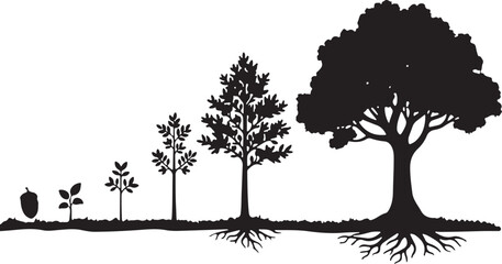 Tree growth stages from acorn to mature oak tree, isolated on © Silhouette Studio