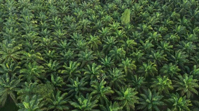 4K Drones fly over palm oil trees arranged in a row in the field