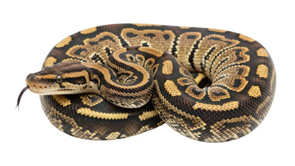 Obraz premium Ball python (python regius) snake reptile coiled with tongue out isolated on transparent background