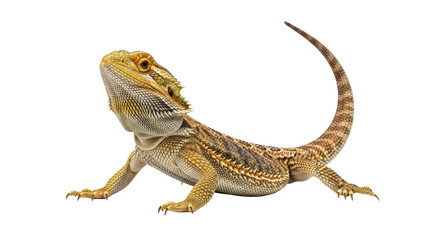 Obraz premium Alert bearded dragon lizard with distinctive scales looking up isolated on transparent background