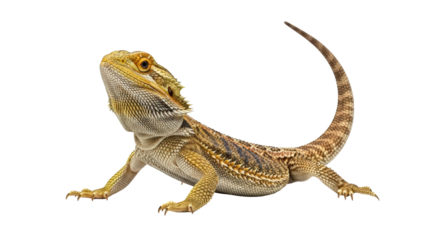 Alert bearded dragon lizard with distinctive scales looking up isolated on transparent background
