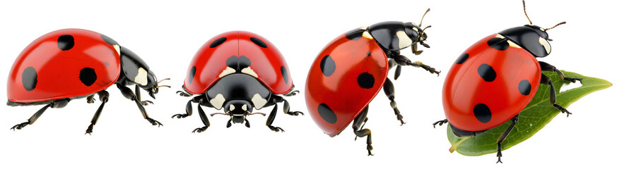 Fototapeta premium Four ladybugs in a row, three standing and one on a leaf, all with red shells and spots, close up view on transparent background