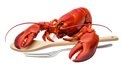 Cooked red lobster on wooden spoon with fork, fresh seafood meal. isolated on transparent background